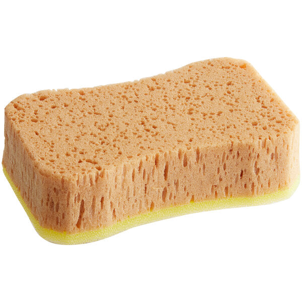 Sponge #151